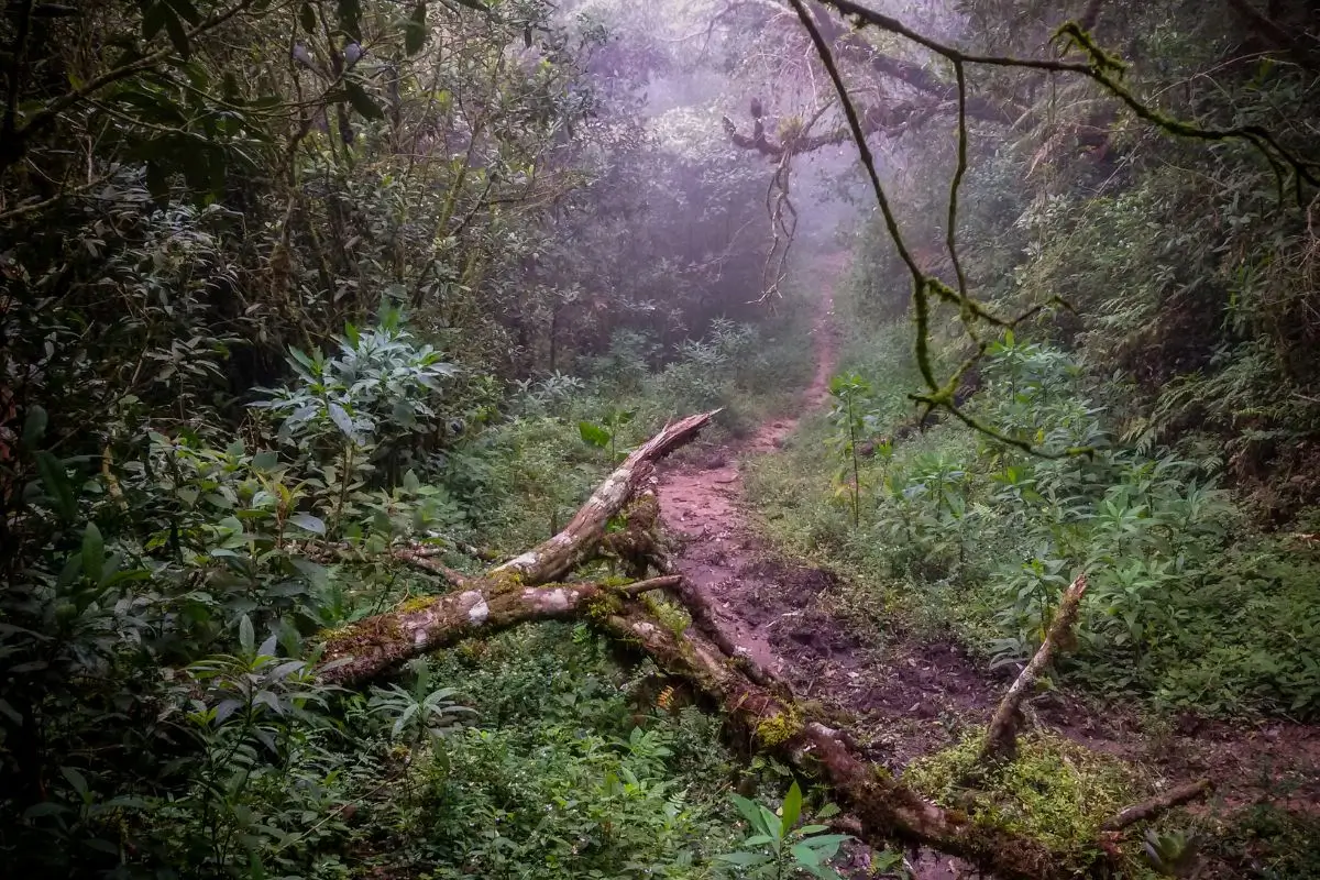 O que fazer em Monte Verde: 11 passeios e dicas para explorar a cidade mineira