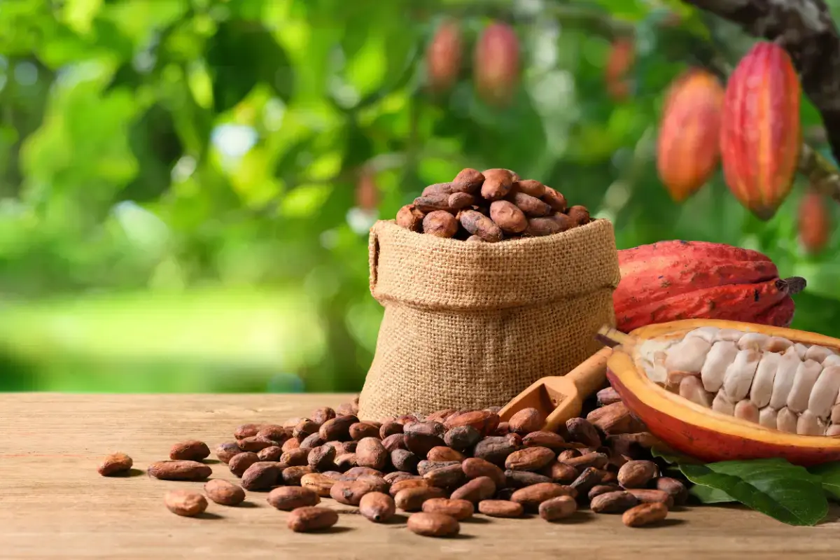 Cacau que produz o chocolate. Foto: Shutterstock.