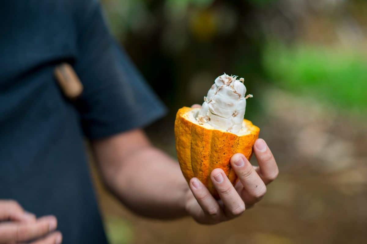 Para onde viajar no feriado da Páscoa: Destinos para uma escapada inesquecível Fazenda de cacau