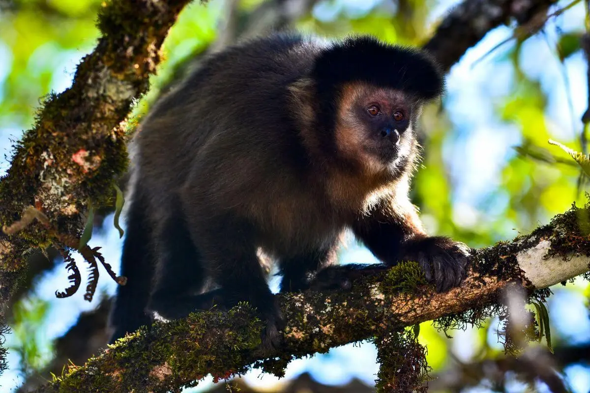 Descubra o Parque Nacional do Itatiaia: Guia completo para explorar as belezas naturais
