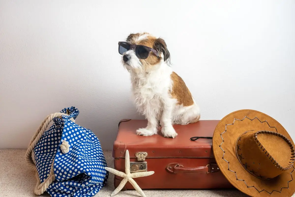 Mala de bordo: Como escolher e organizar a mala de viagem 10 Dicas Essenciais para Organizar sua Mala de Bordo como um Viajante Profissional