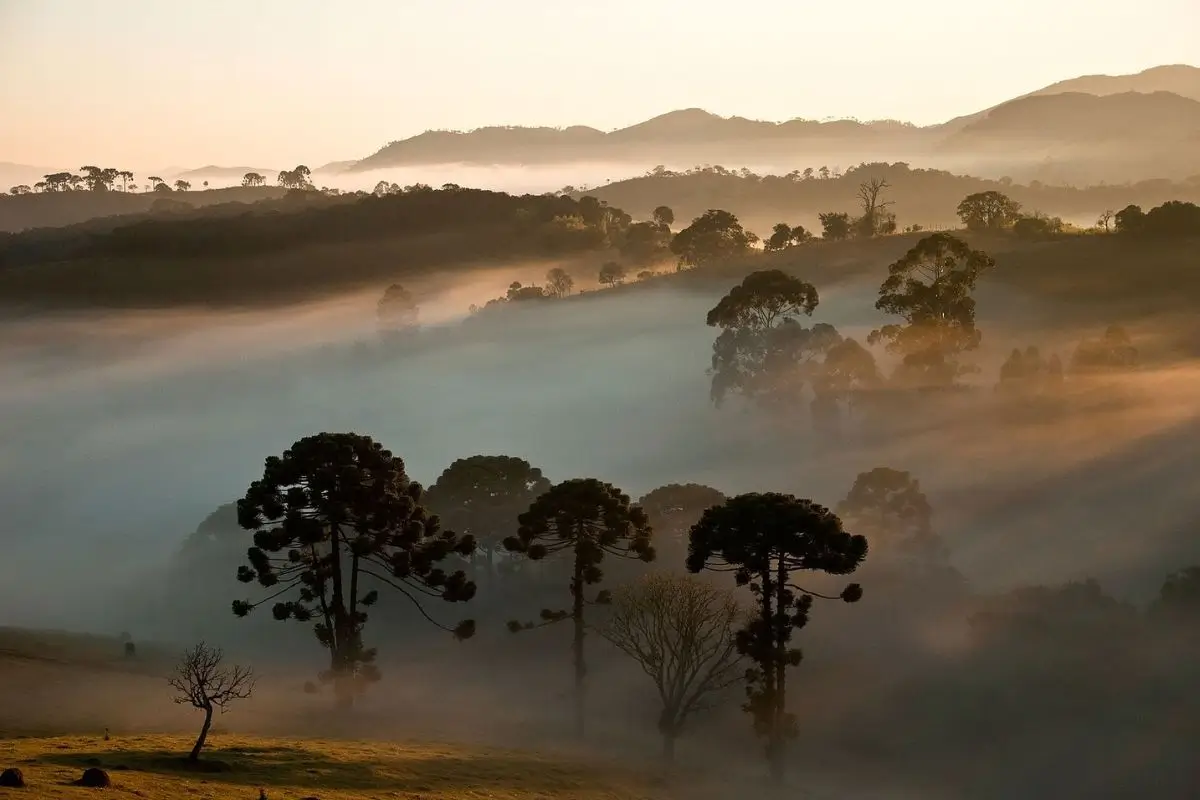 como visitar a mata atlantica: Parque Nacional da Serra da Bocaina