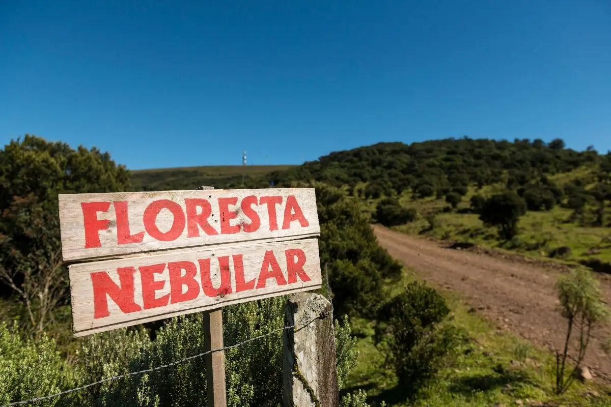 O que fazer em Urupema: Guia para a cidade mais fria do Brasil floresta nebular o que fazer em urupema cidade mais fria do mundo