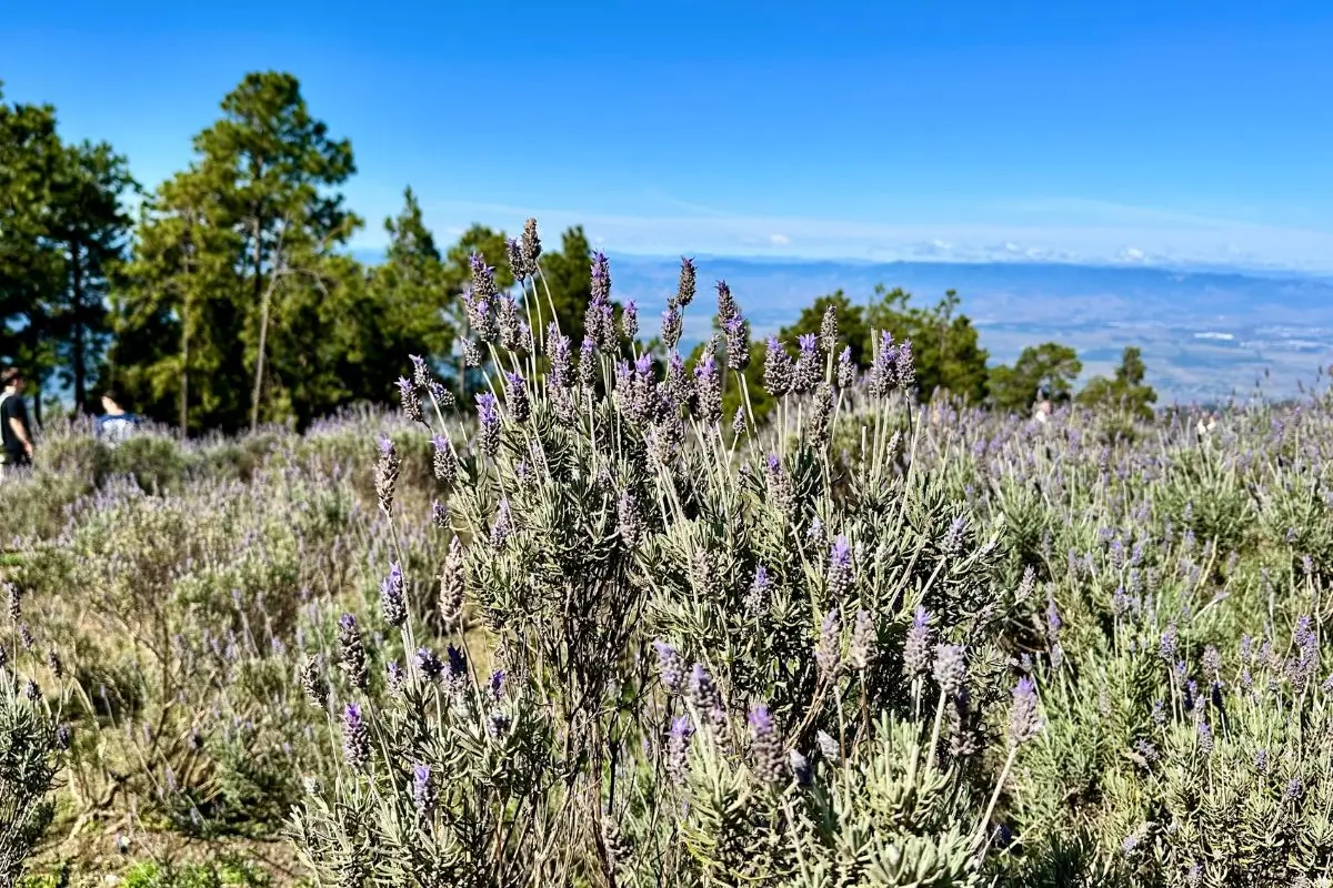 Minha viagem para Campos do Jordão: Roteiro de final de semana final de semana para Campos do Jordão, parque Itapeva