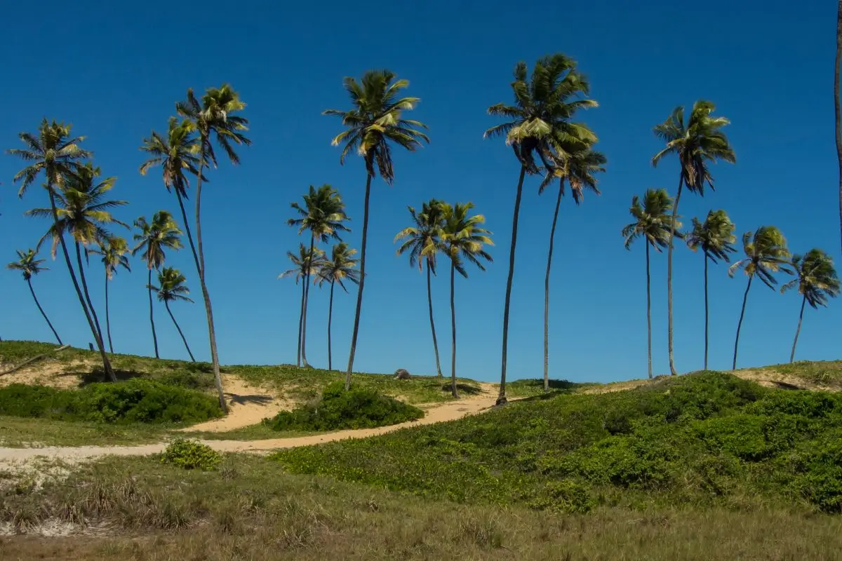 bate e volta de salvador arembepe