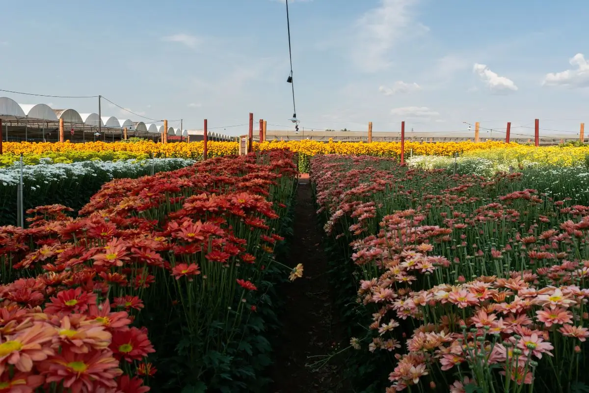 expoflores 2025 holambra