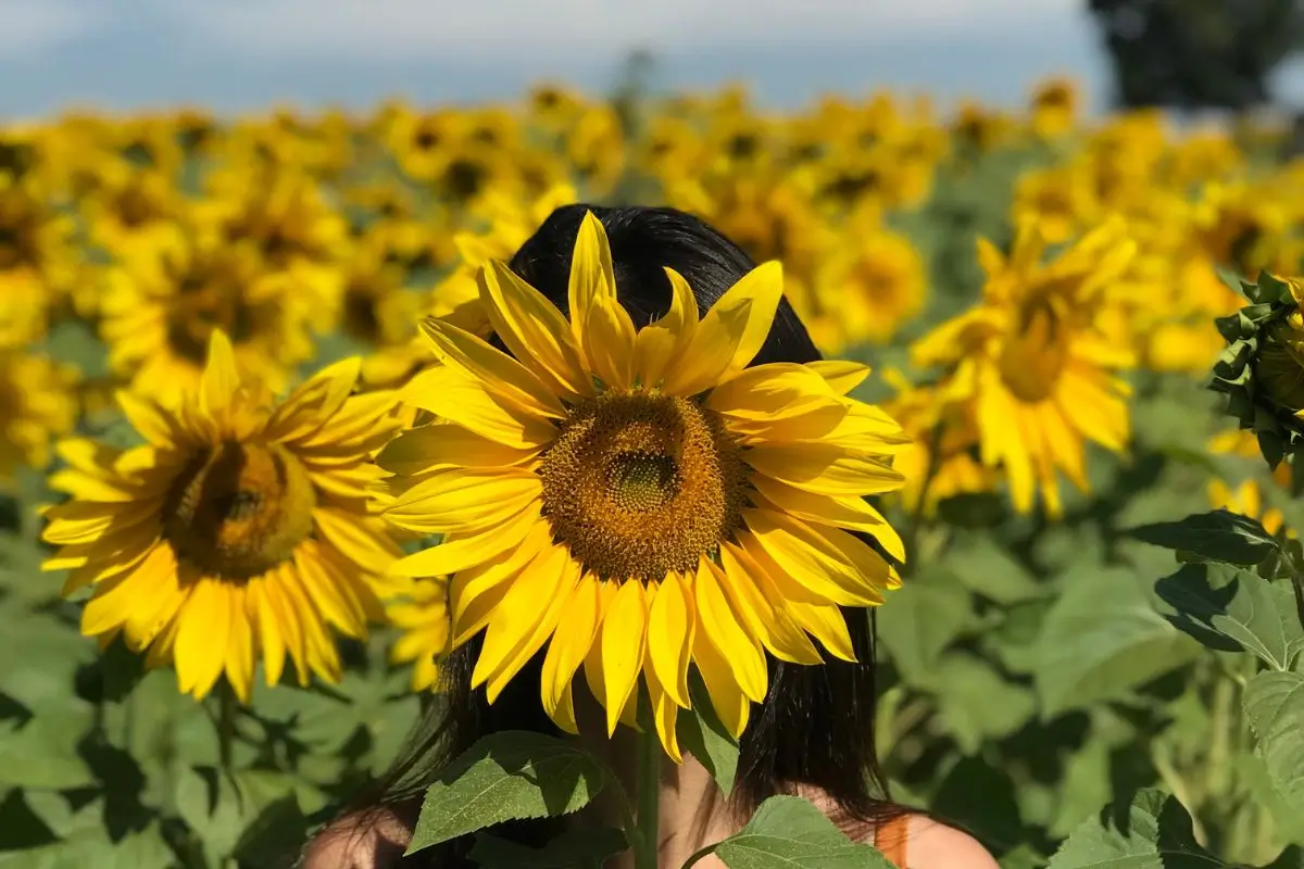 10 Cidades para Visitar na Primavera cidades para viajar na primavera no brasil