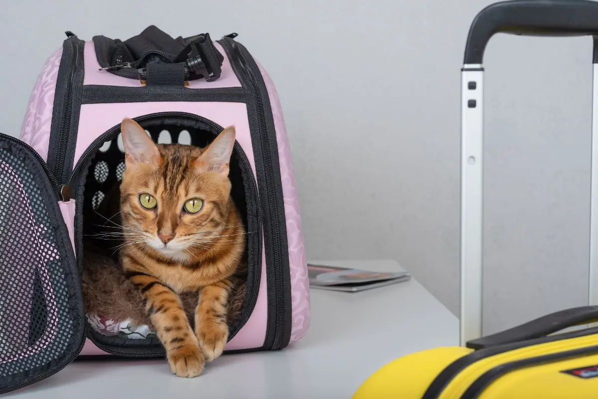 regras para viajar com pets, gatos
