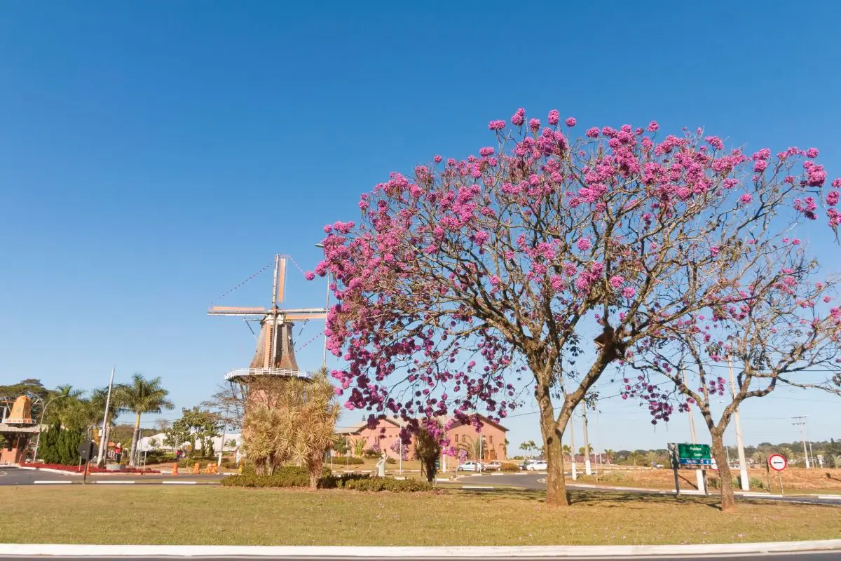 Bate e Volta de Campinas: 12 cidades para conhecer em um dia bate e volta campinas holambra