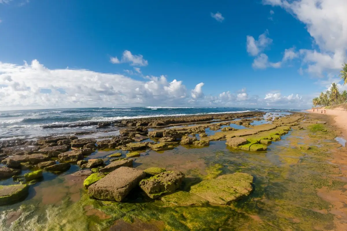bate e volta salvador imbassai