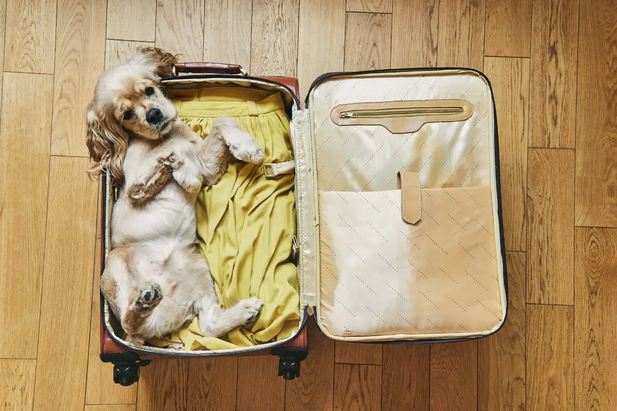 regras para viajar com animal de estimação