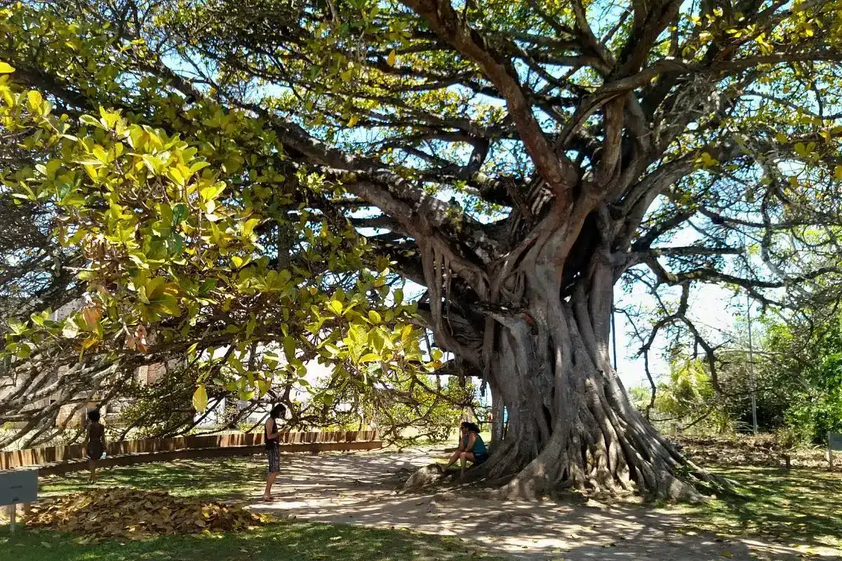 gameleira secular Castelo Garcia D’Ávila
