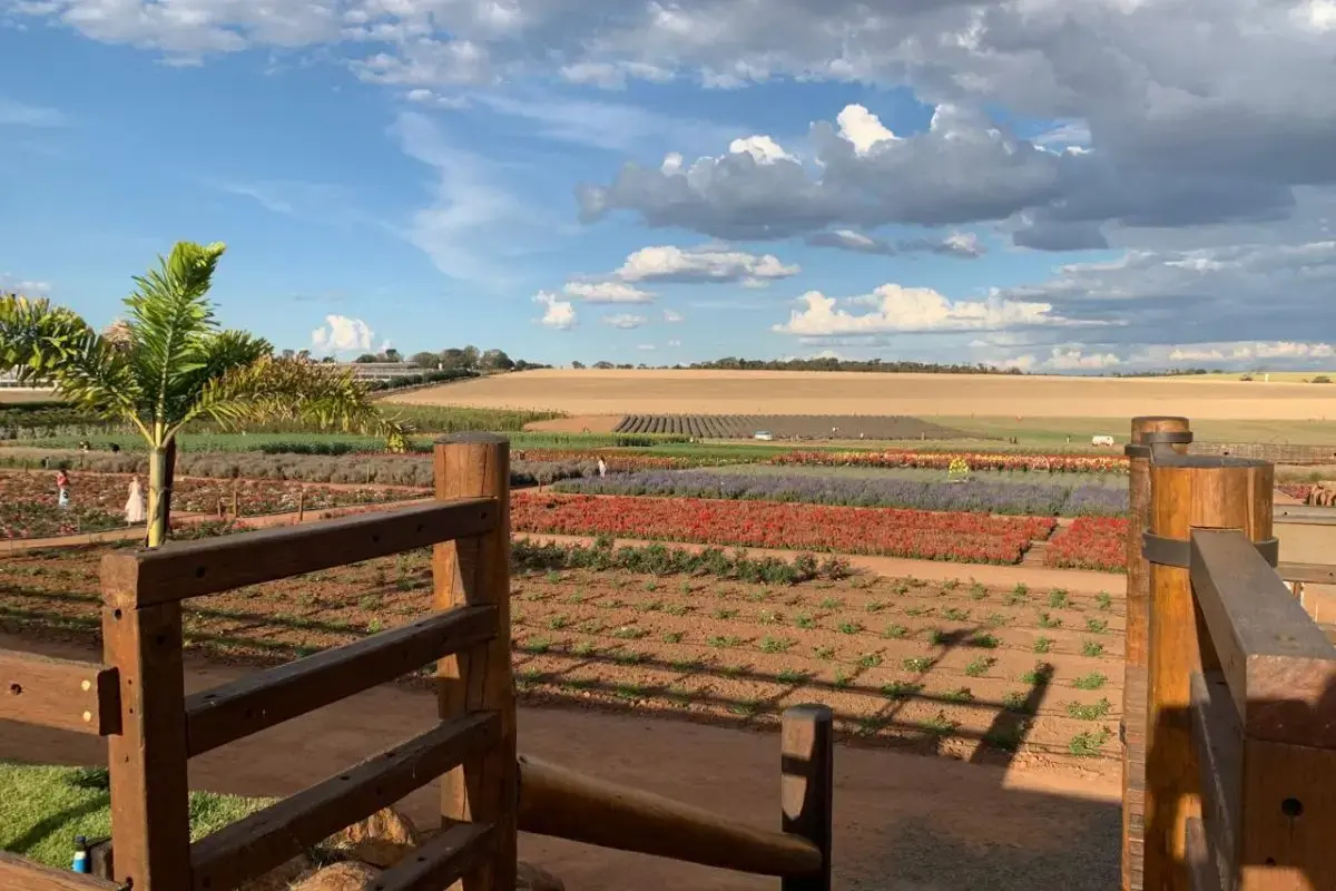 Minha viagem pra Holambra de 2 dias: Roteiro completo 2 dias em holambra flores