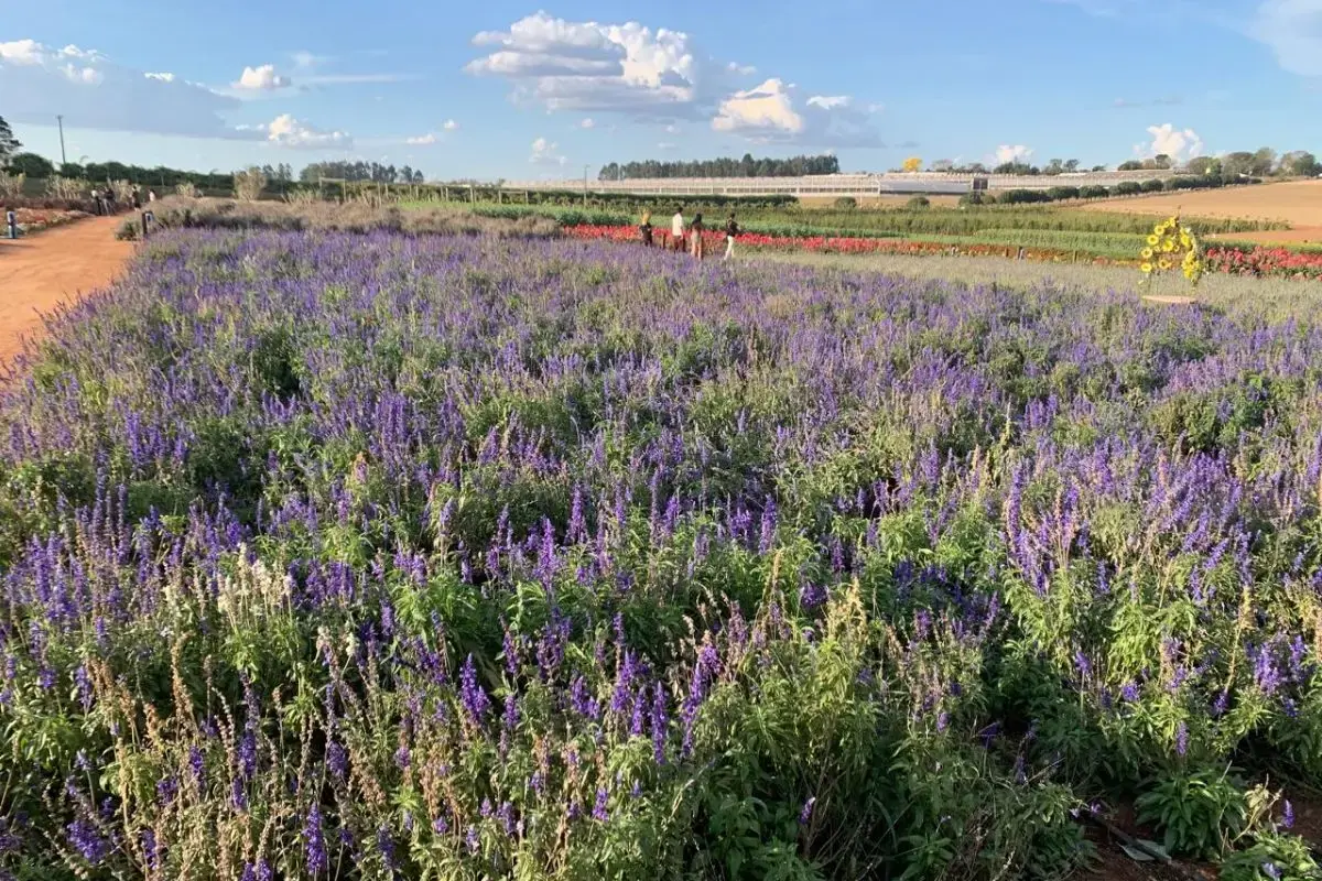 Minha viagem pra Holambra de 2 dias: Roteiro completo 2 dias em holambra lavandas
