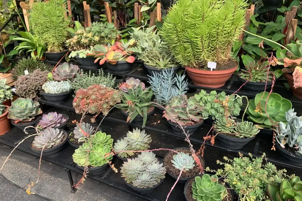 Minha viagem pra Holambra de 2 dias: Roteiro completo 2 dias em holambra