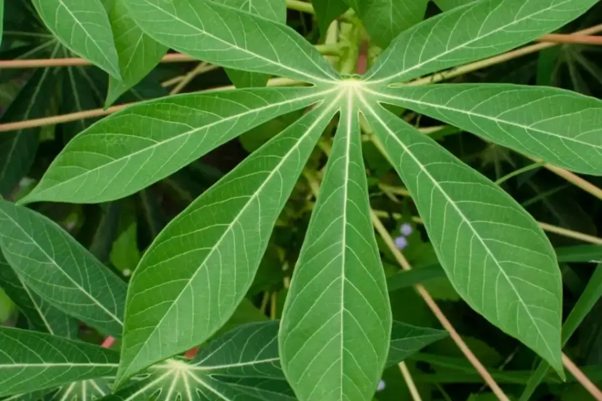 maniva, folha para fazer maniçoba