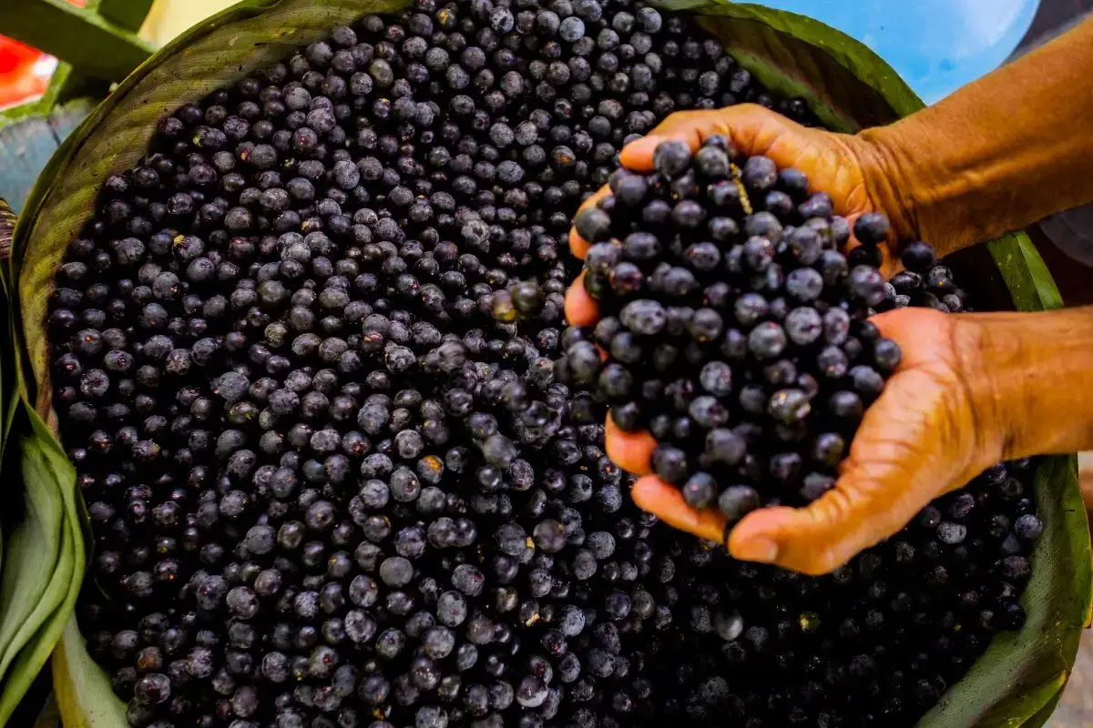 açaí, segunda melhor fruta do brasil