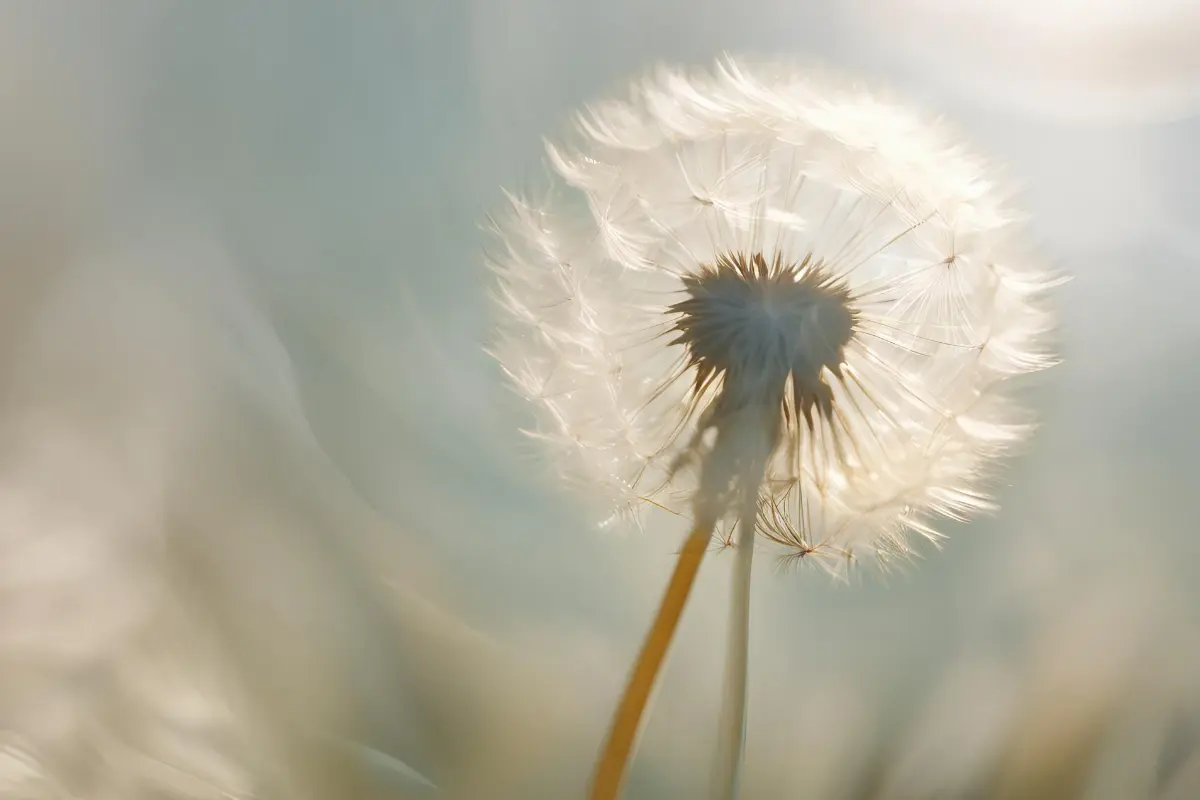 Tatuagem de Viagem: 50 ideias criativas e seus significados para eternizar seu roteiro Inspiração para tatuagem livre e leve. Fonte: Canva.